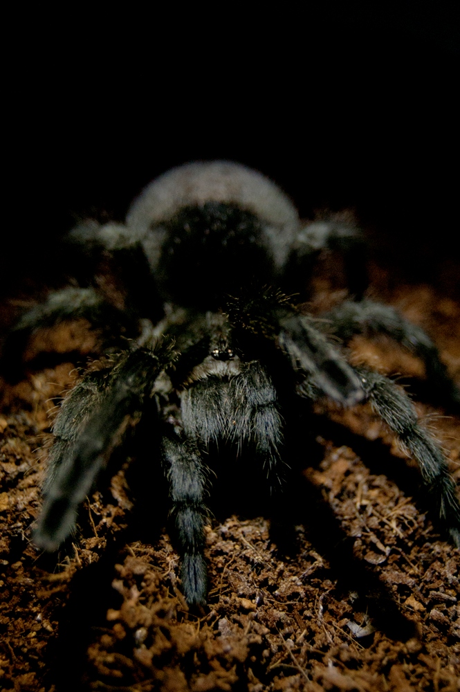 Grammostola pulchra