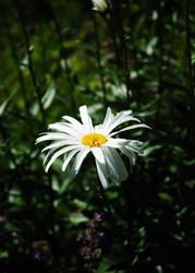 Lonely Flower