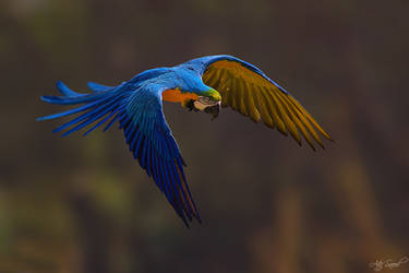 Flight.. by M-Atif-Saeed