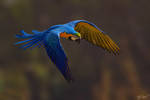 Flight.. by M-Atif-Saeed