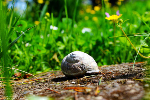 . . Snail Shell . .