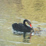 Black swan 2