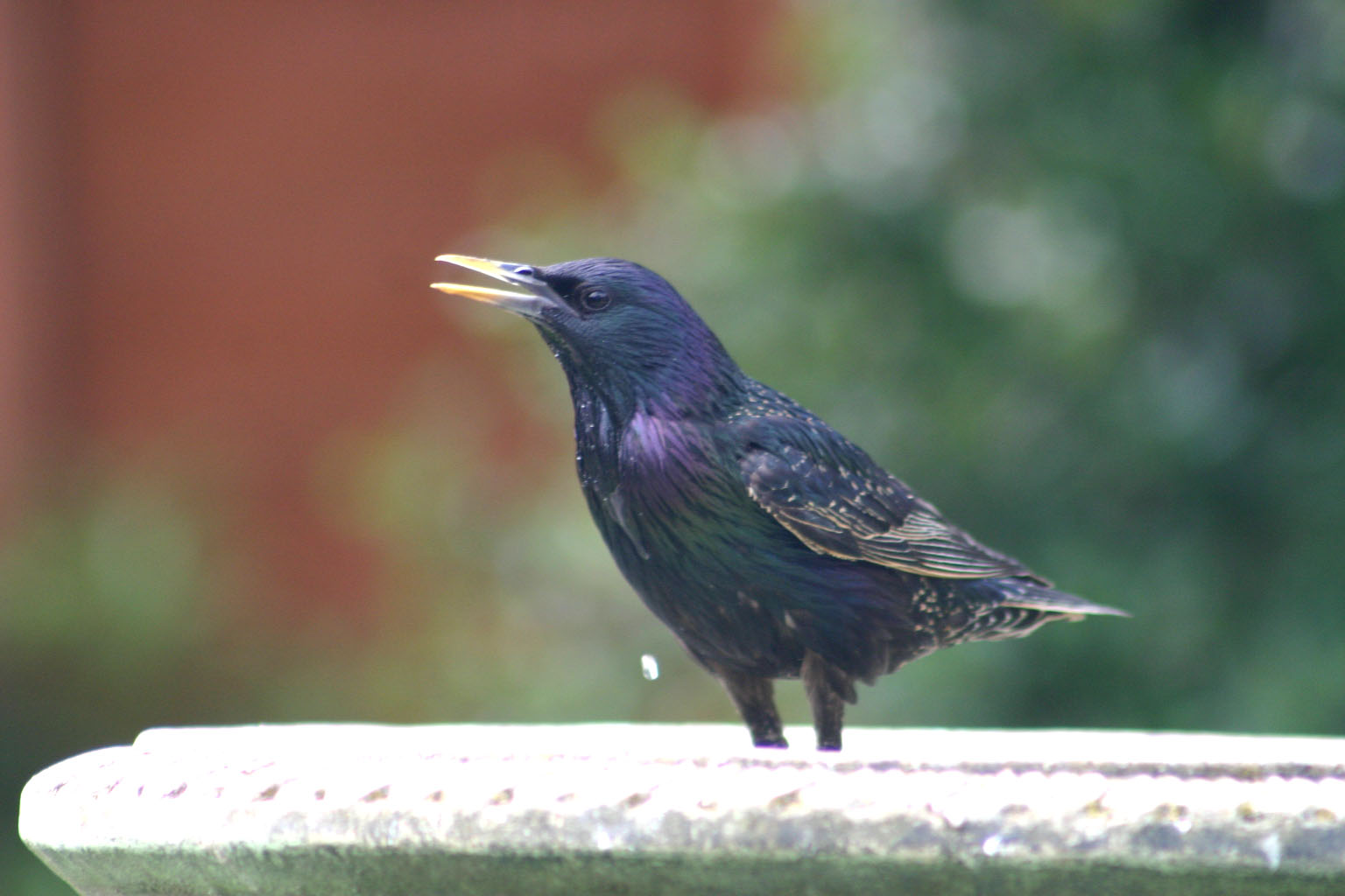 Starling again