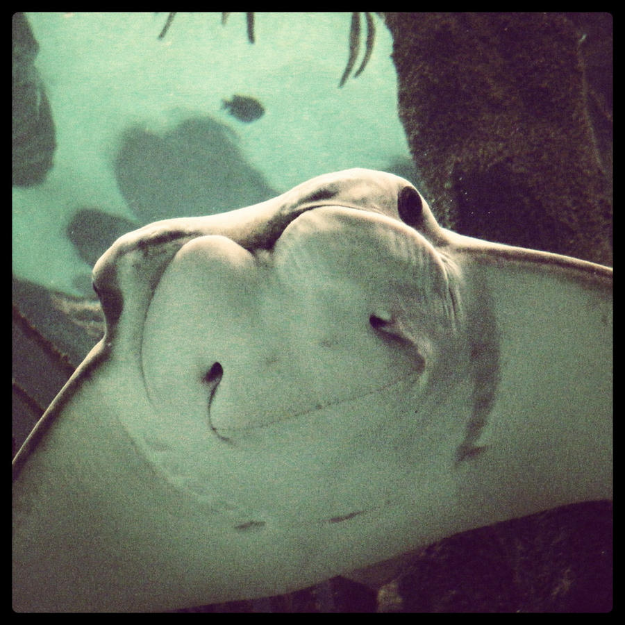 Stingray