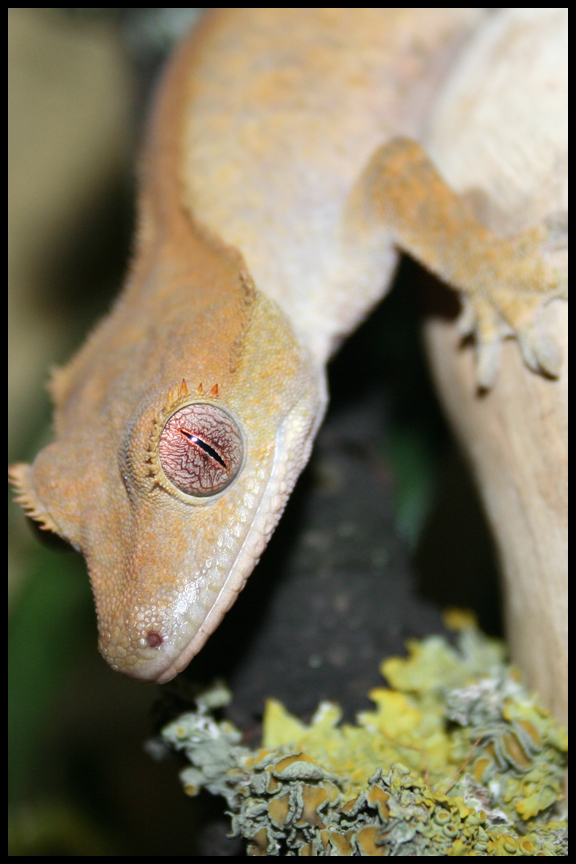 Crested Gecko