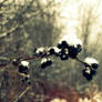 snow on branch