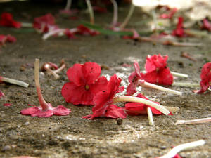 Fallen Flowers