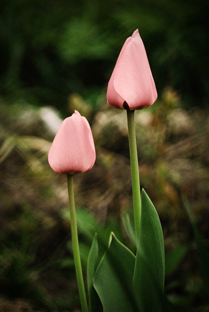 Rozowe tulipany