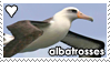 Albatrosses