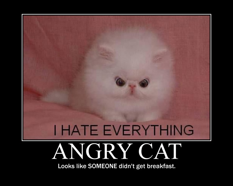 cat demotivational poster2