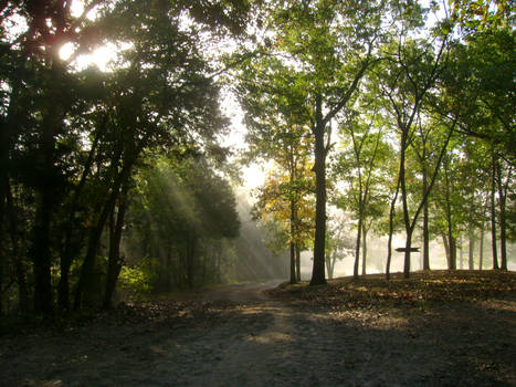 Light through the leaves