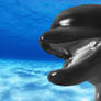 Sculptris: Dolphin Wallpaper