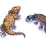 Geckos