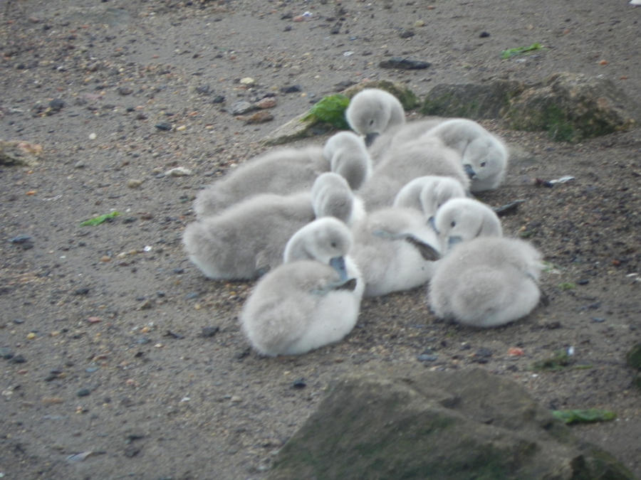 Swans and cygnets 10