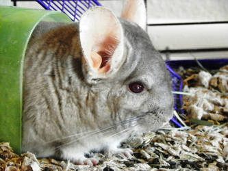 Chinchilla 6