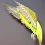 Budgie in flight 15