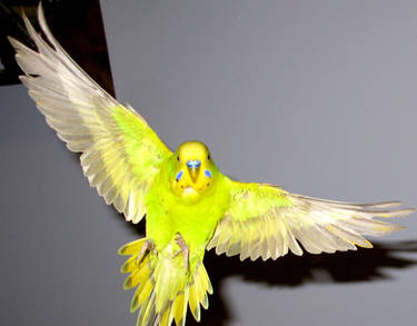 Budgie in flight 18