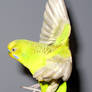 Budgie in flight 20