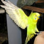 Budgie in flight 21