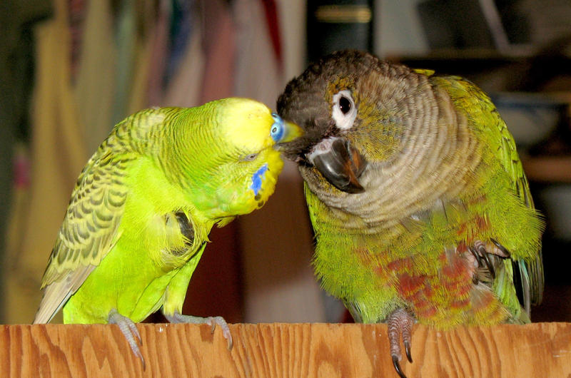 Friendship by greencheek