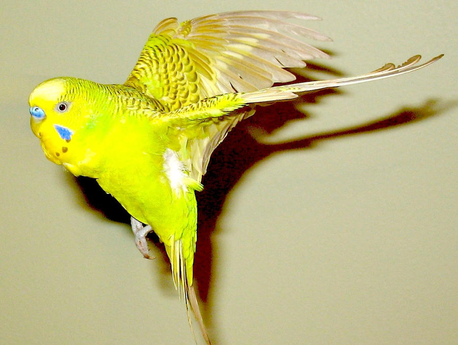 Budgie in flight 22