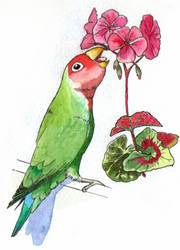 Lovebird