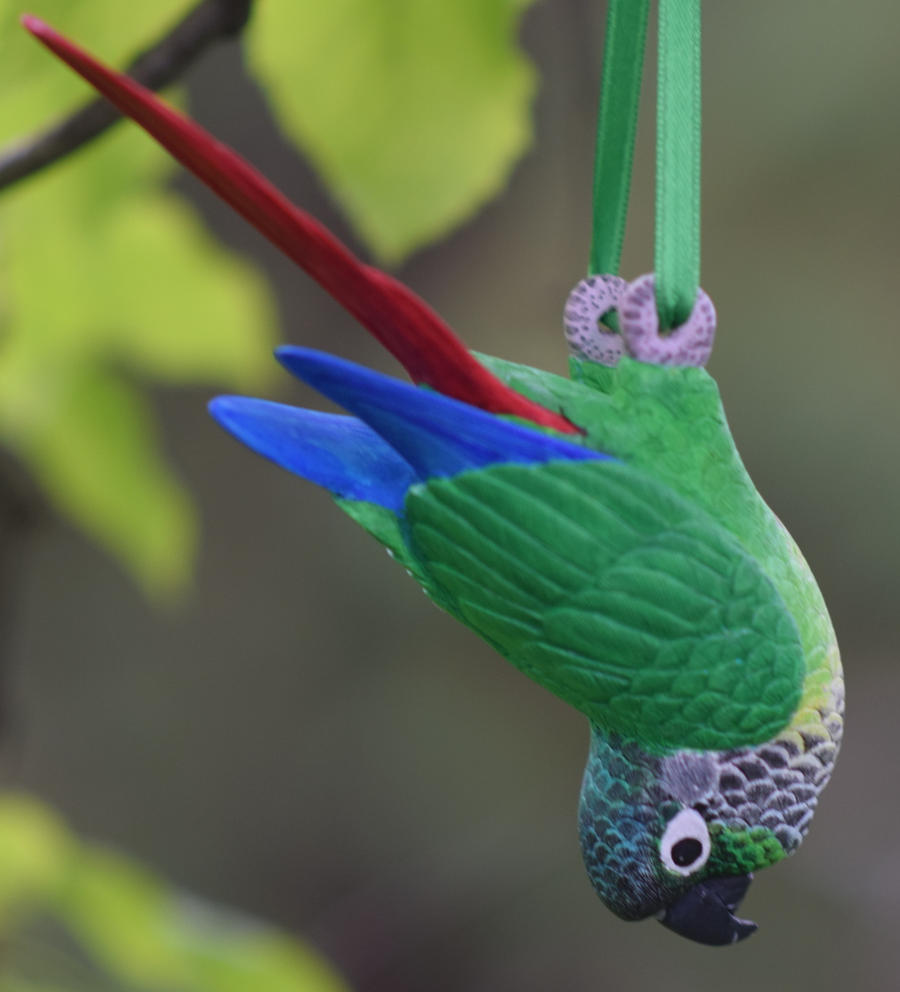 Green Cheek Conure carving