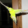 Budgie in Graceful Flight