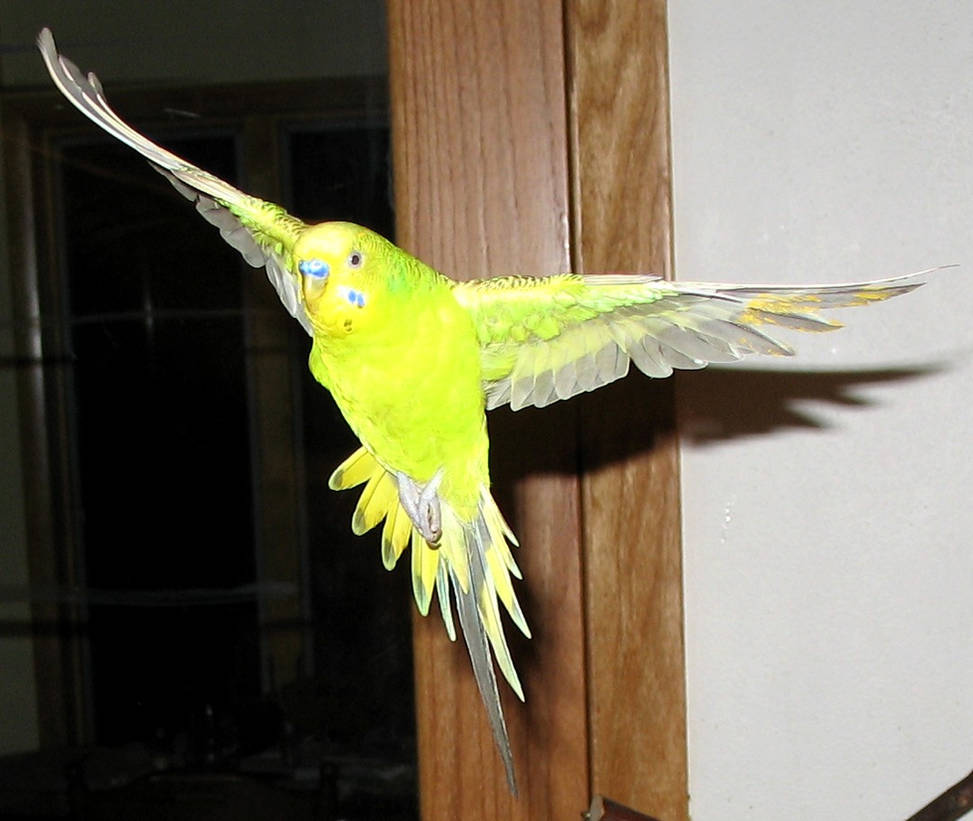 Budgie in Graceful Flight by greencheek