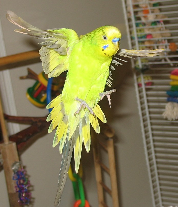 Budgie- Not-so-Graceful Flight