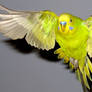 Budgie in flight 2