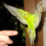 Budgie in flight 4