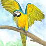 Macaw