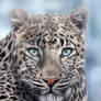 Leopard Winter RedRogers