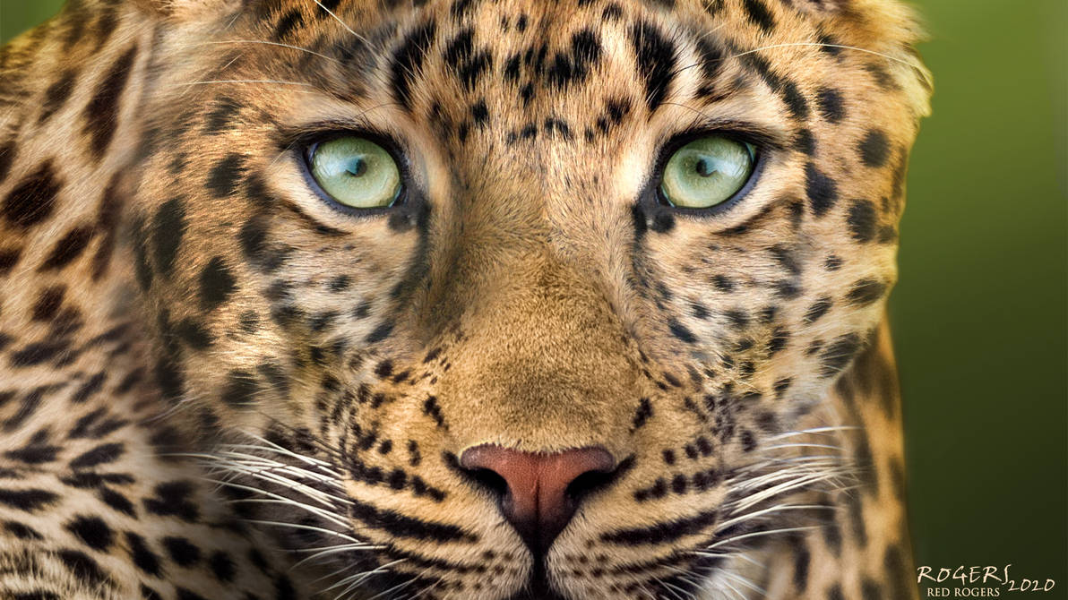 LeopardDesktopColor 1920x1080 RedRogers by Red-Rogers on DeviantArt