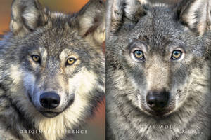 GalleryAmericanGrayWolf New OriginalRefAndArt