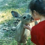 Kiss of a Deer