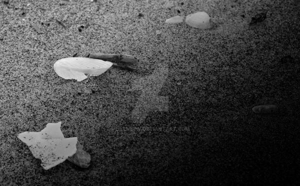 Shells by lillylew on DeviantArt