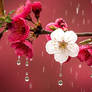Ai Flower Rain