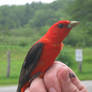 Scarlet Tanager