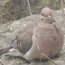 The Mourning Dove