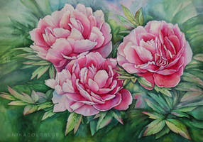 Watercolor Peonies 