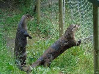 Two River Otters