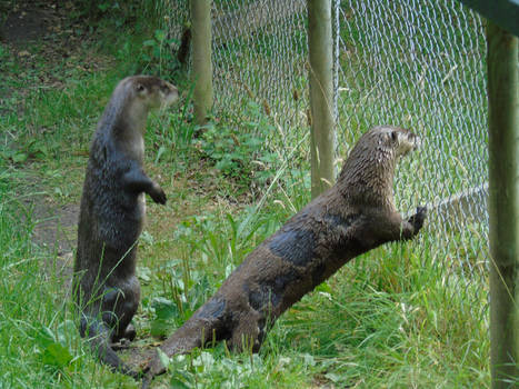 Two River Otters