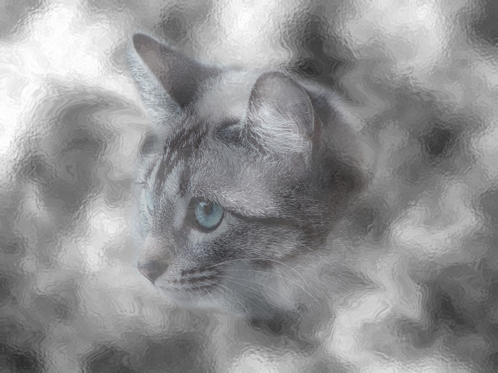 Grey Cat