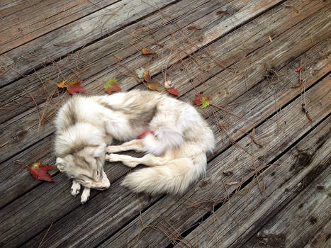 Moonlight coyote pelt. Sold.