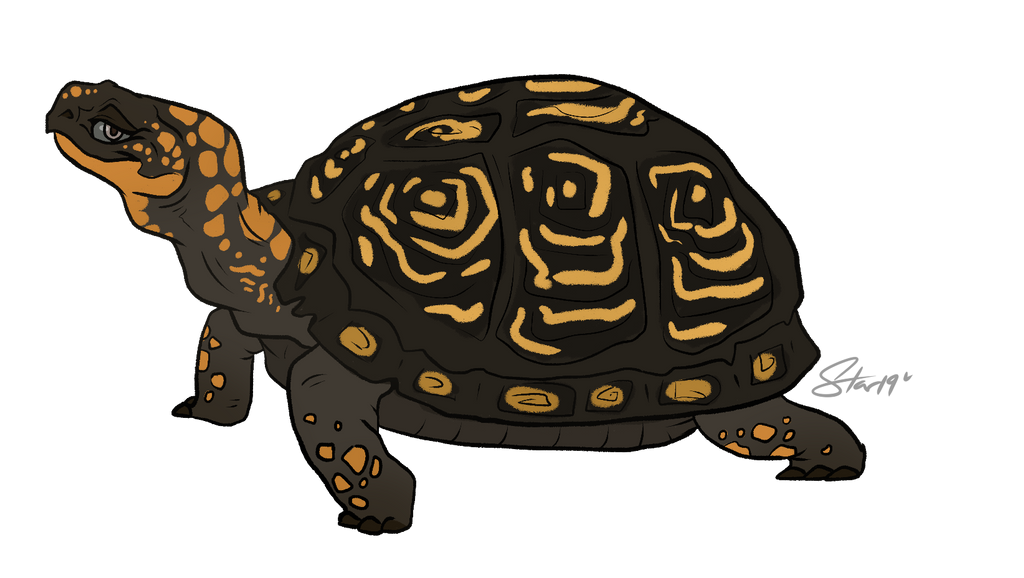 Werewolf Turtle Anovember - Box Turtle by Star-The-Werewolf on DeviantArt