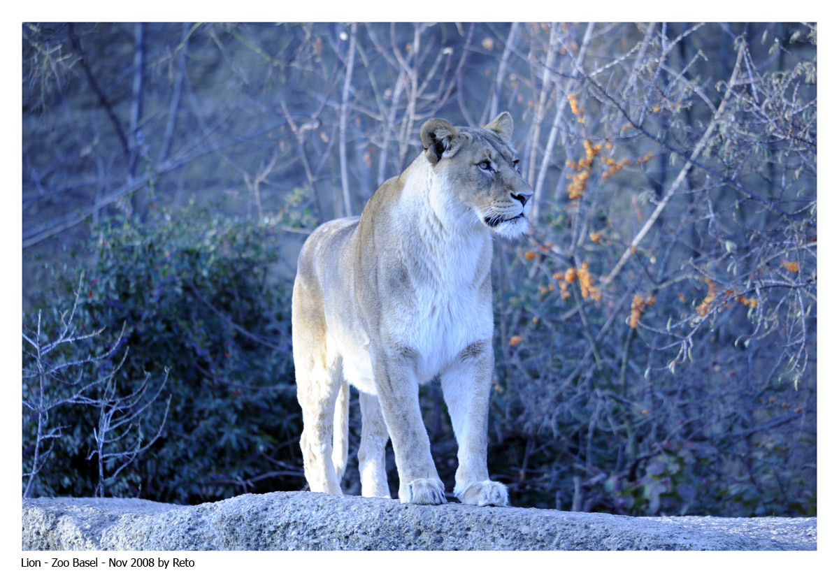 Zoo Basel 12