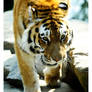 Amur Tiger 2