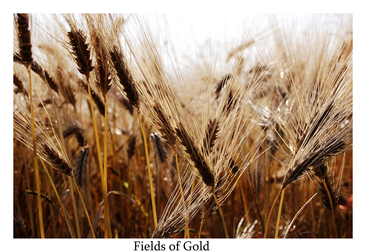 Fields of Gold